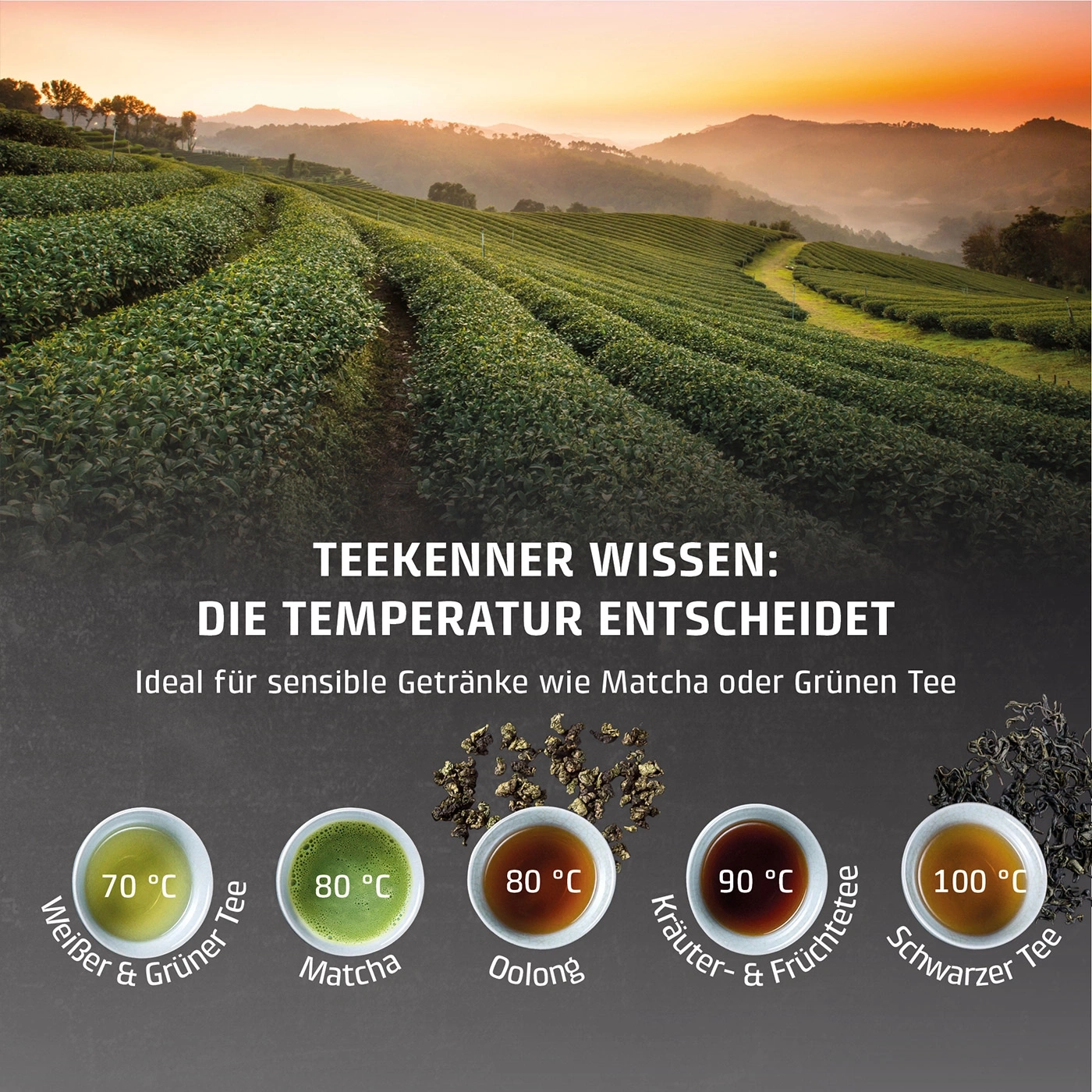 Teetassen mit verschiedenen Teesorten und Temperaturen auf einer Teefarm
