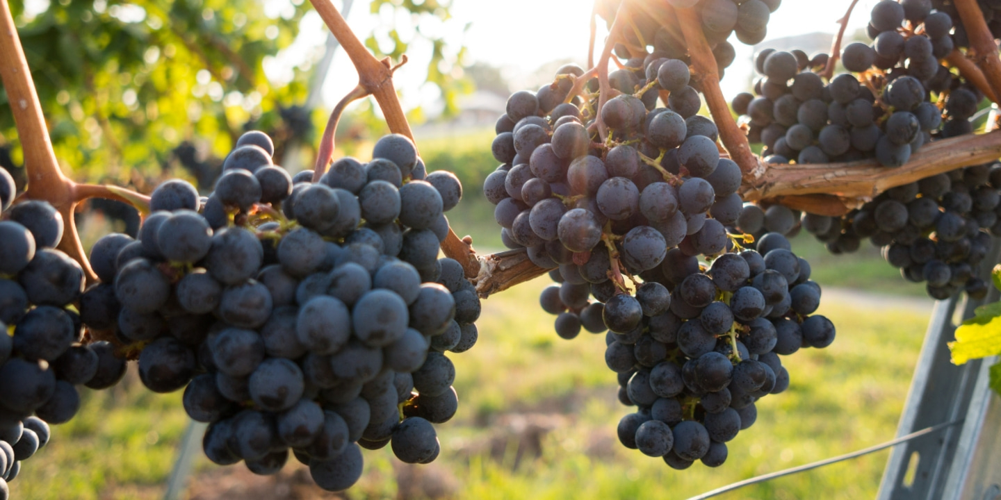 Nahaufnahme von Trauben an einem Weinstock, sonniges Licht, reife Früchte, Weinanbau, Erntezeit