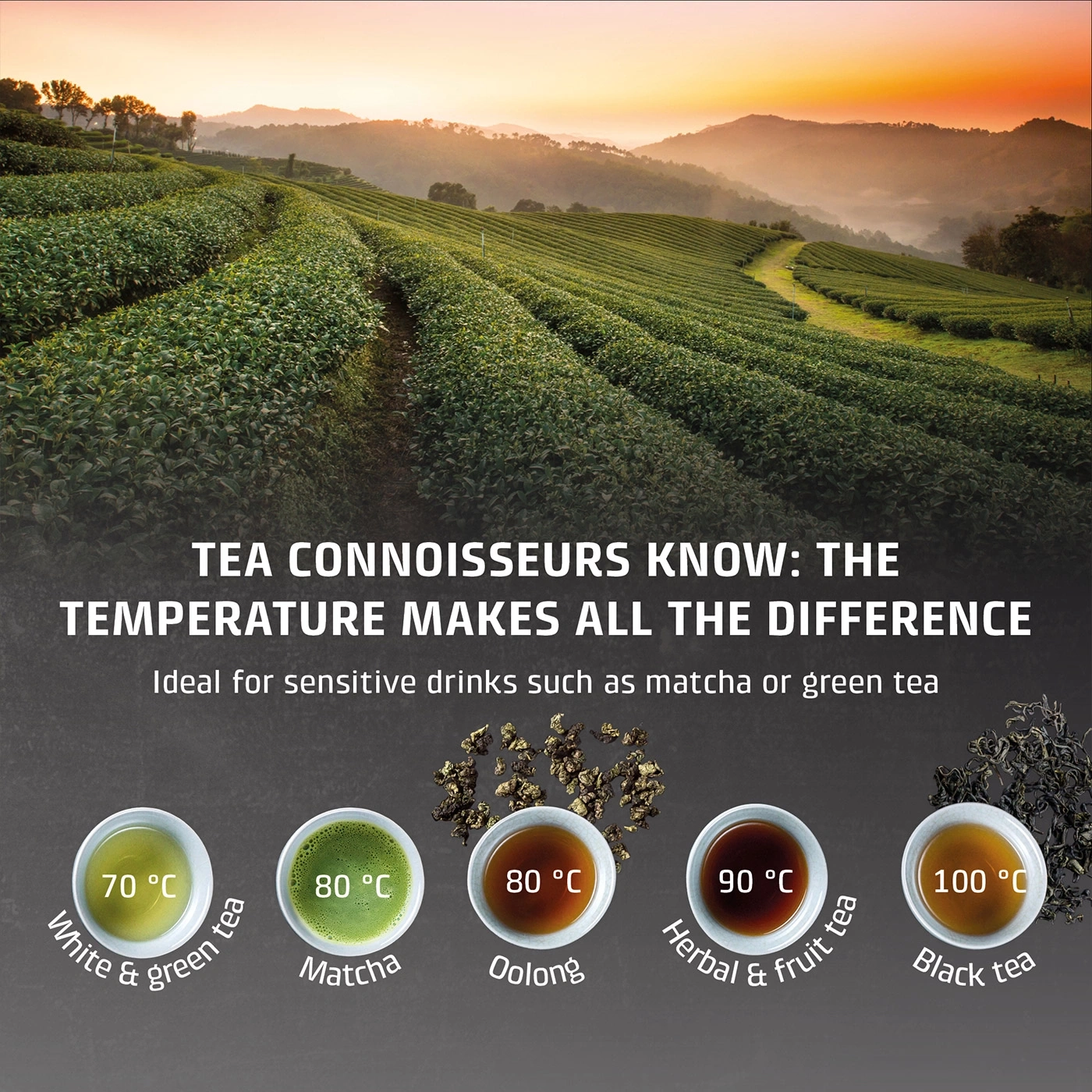 Tea cups with different teas and temperatures on a tea plantation