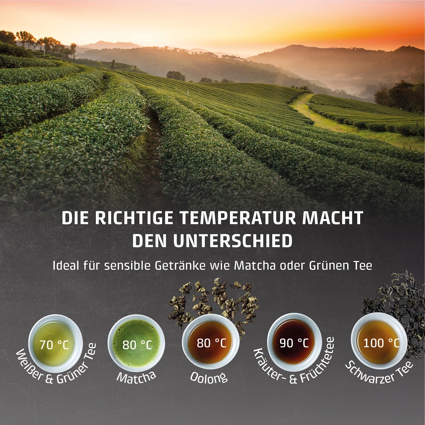 Teeplantage bei Sonnenuntergang mit verschiedenen Teesorten und deren idealen Temperaturen.