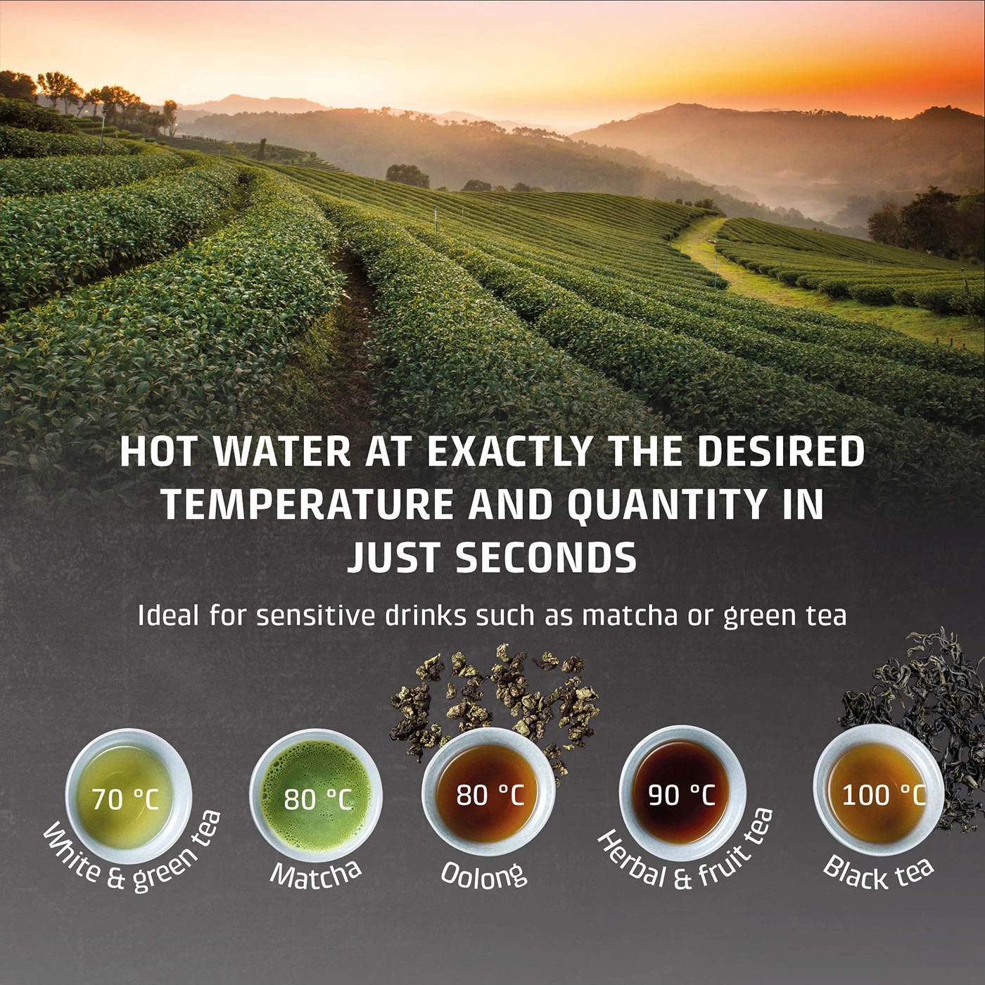 Tea plantation at sunset with different teas and temperatures