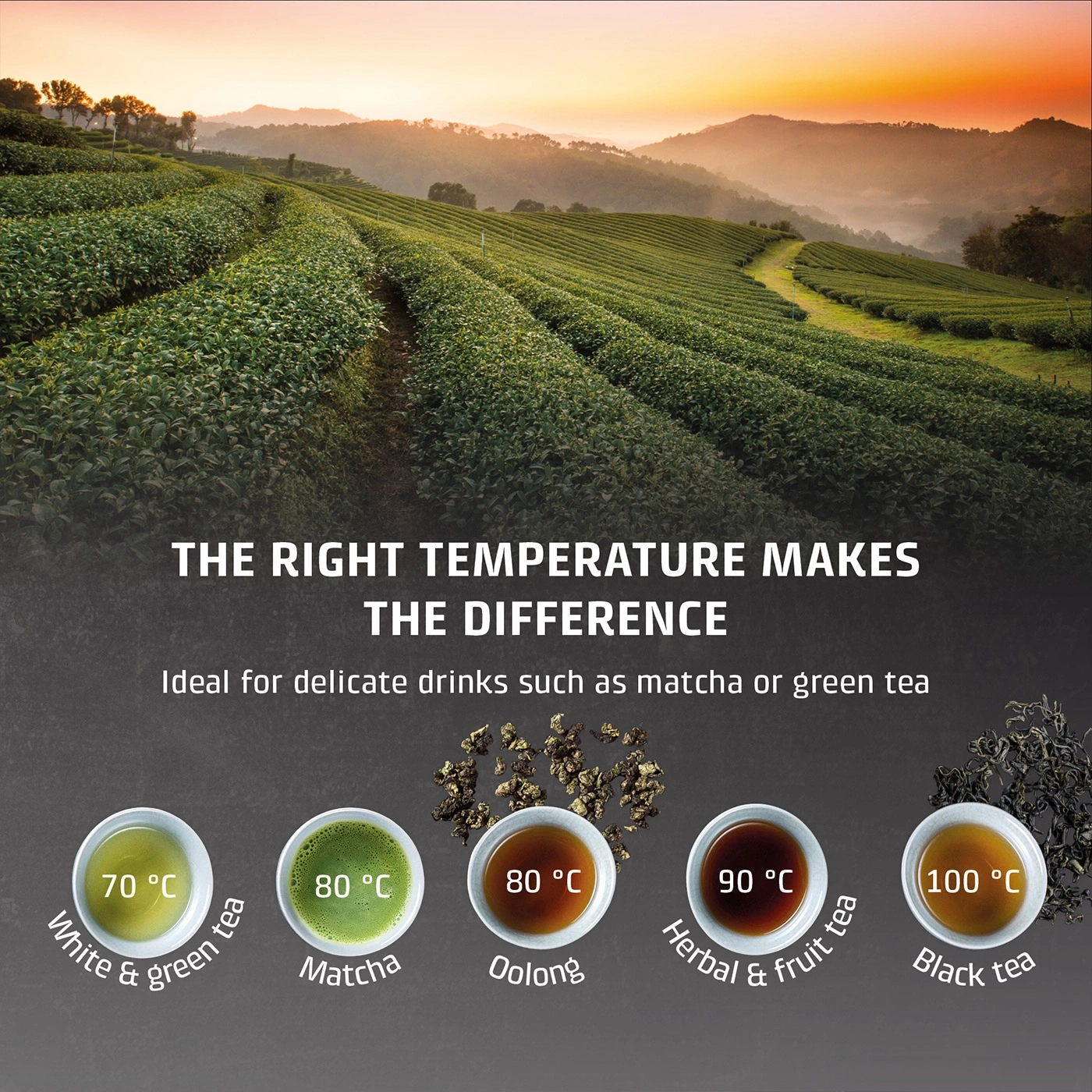 Tea plantation at sunset with different tea types and their ideal temperatures.