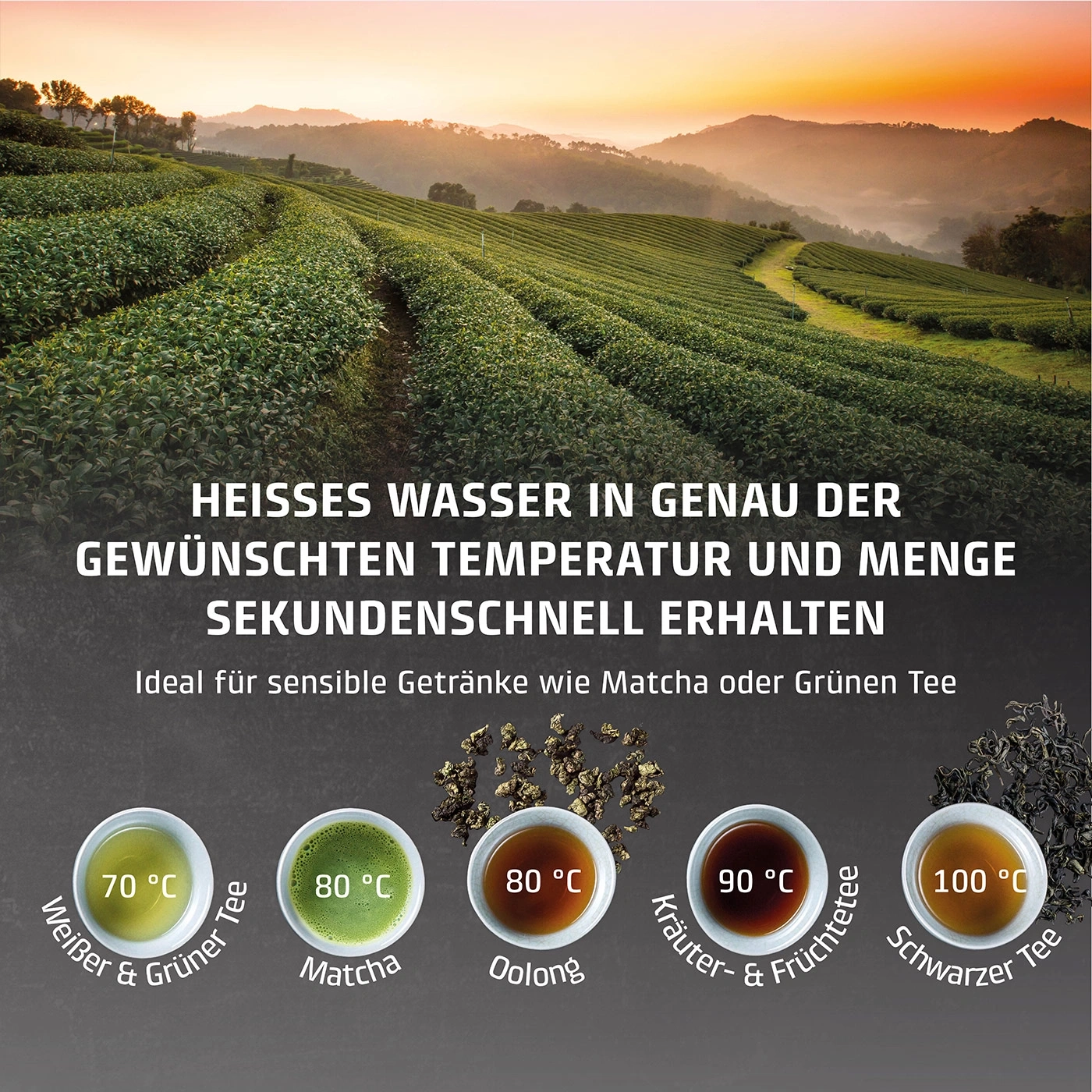 Teeplantage bei Sonnenuntergang mit verschiedenen Teesorten und Temperaturen